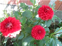 58c51b76-Picture 833.jpg